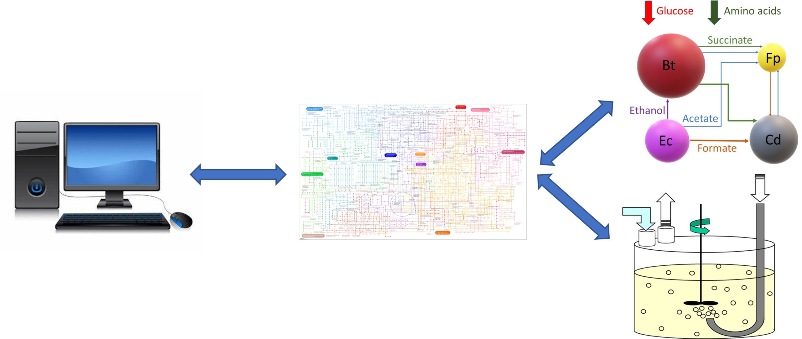 Microbial metabolic modeling