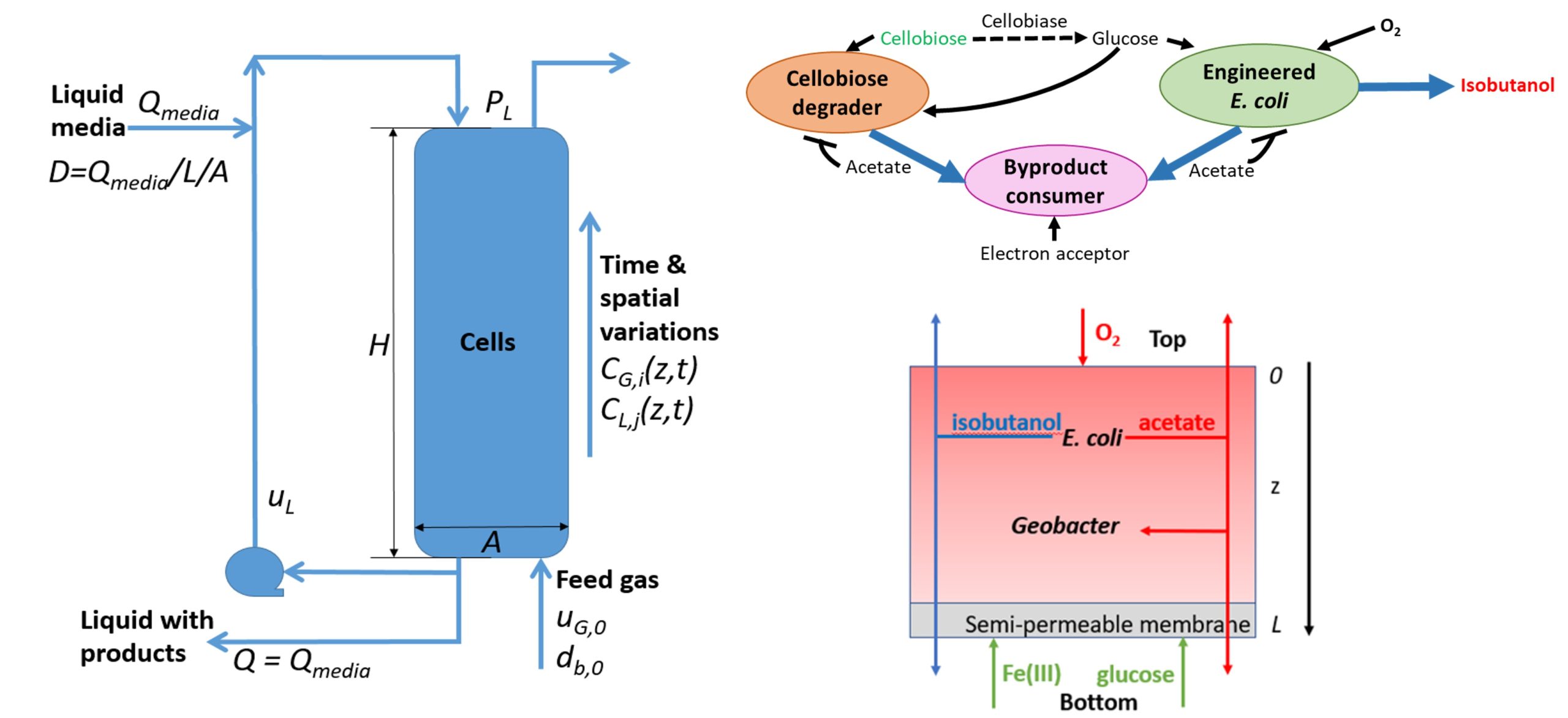 Bioreactor metabolic modeling