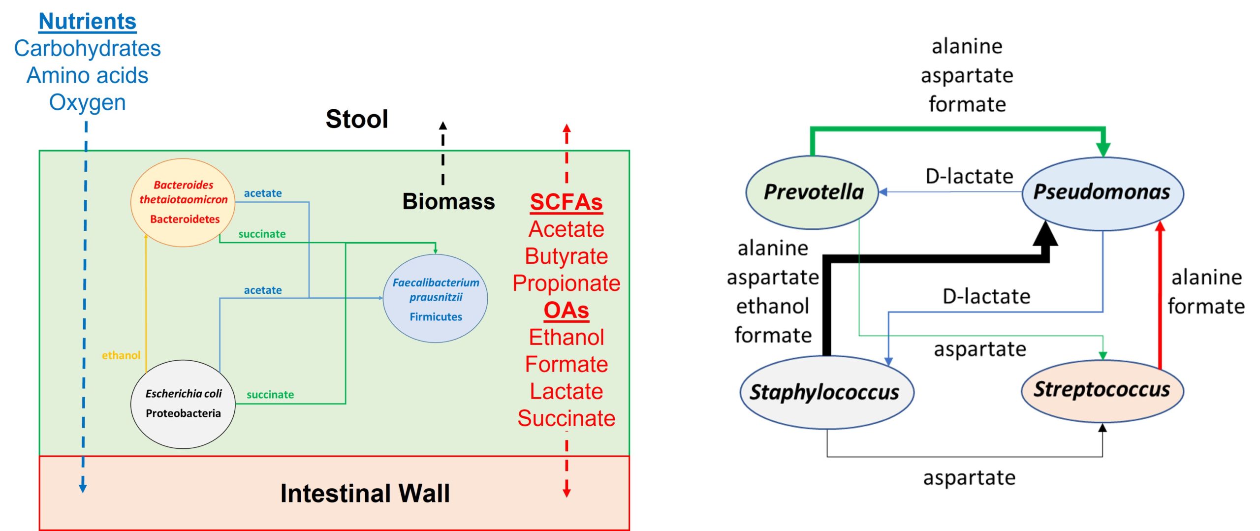 Microbiome modeling